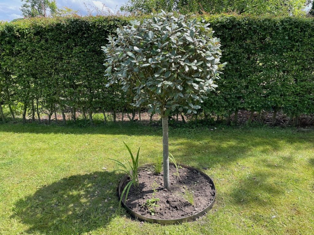 A standard tree in a lawn with a tree ring