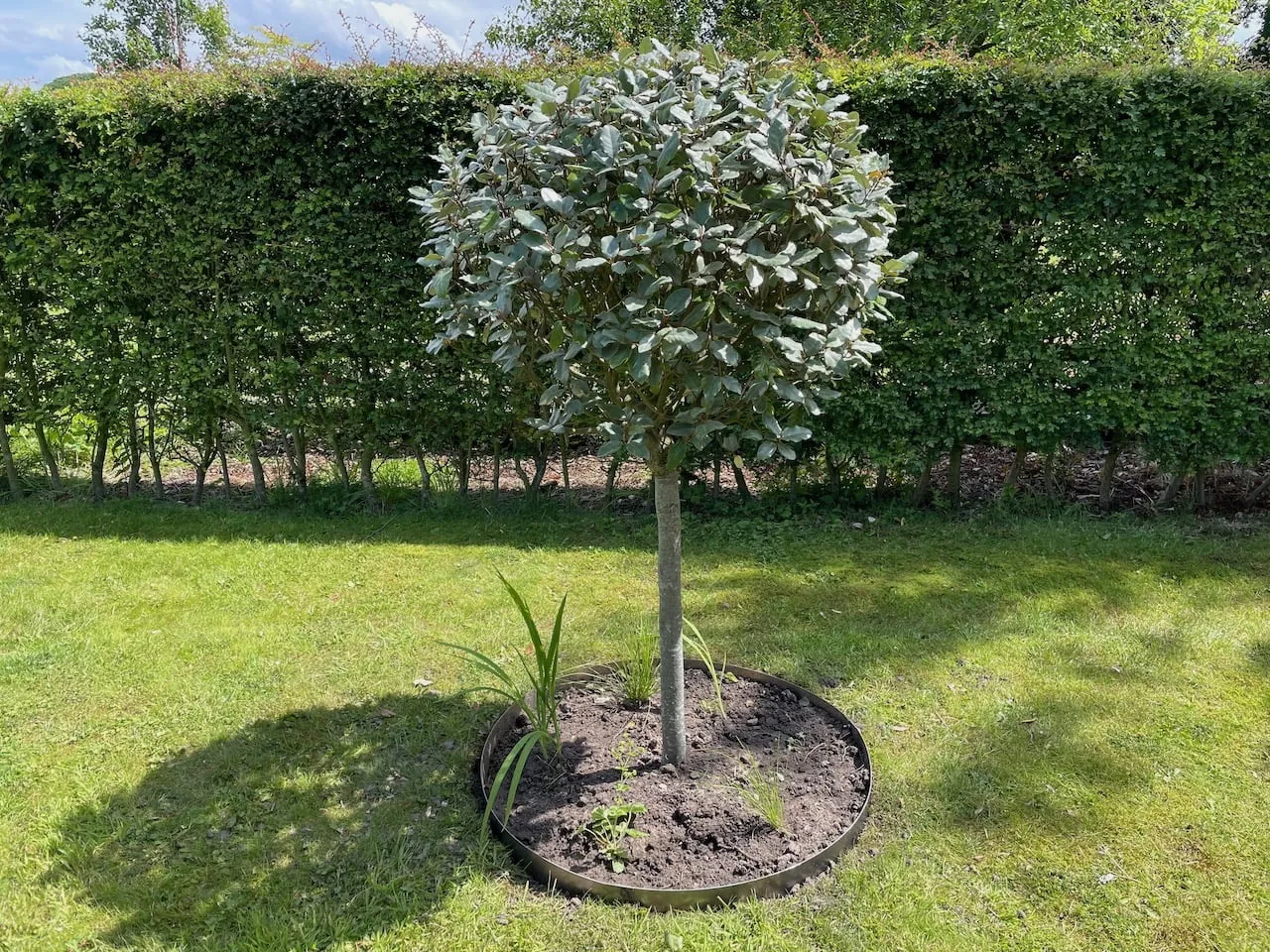 A standard tree in a lawn with a tree ring
