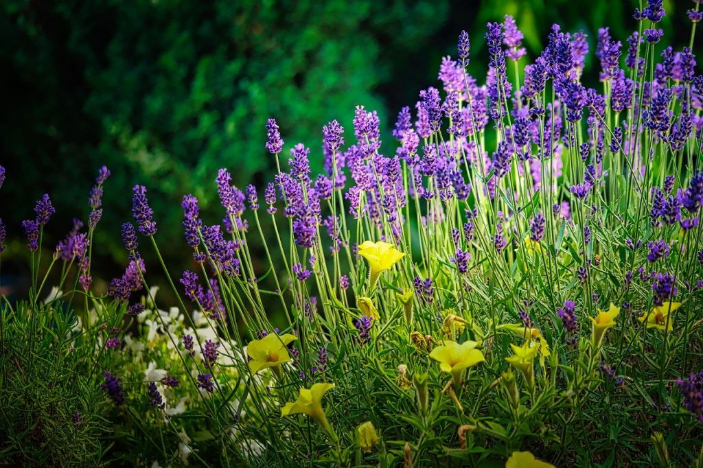 cottage garden lavender