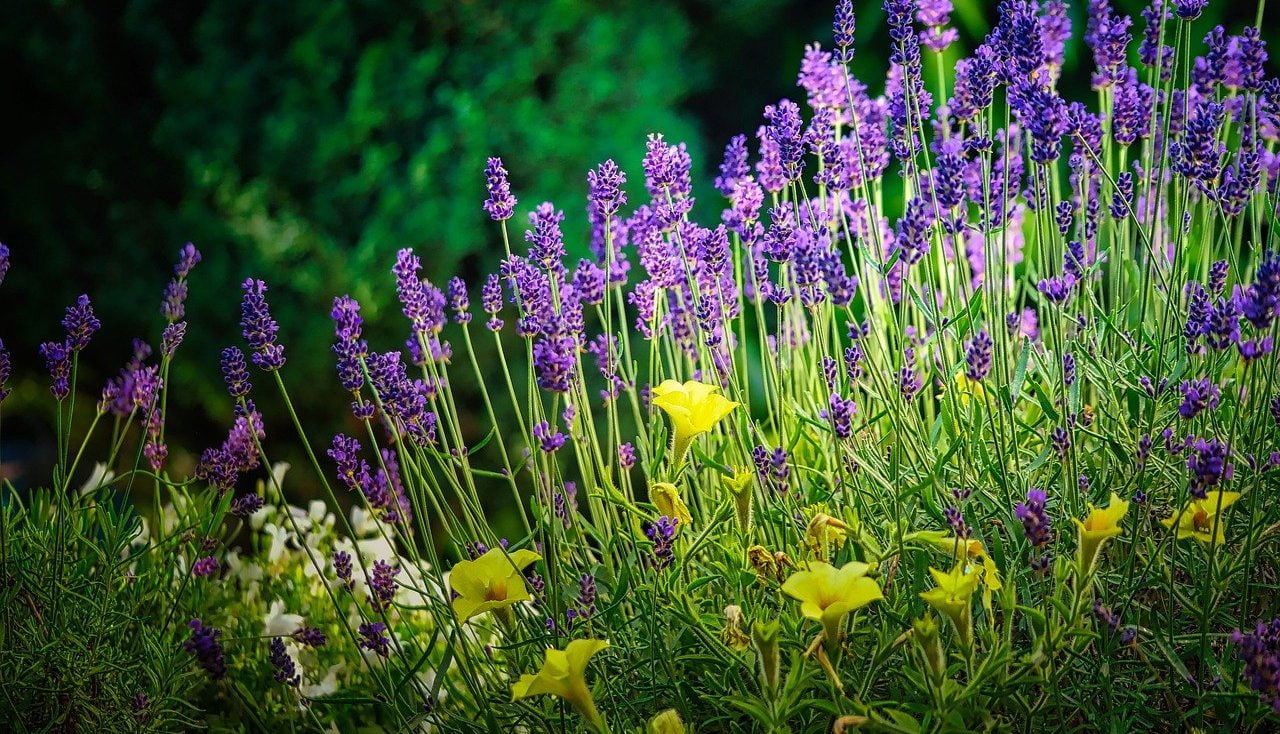 cottage garden lavender