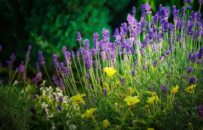 cottage garden lavender