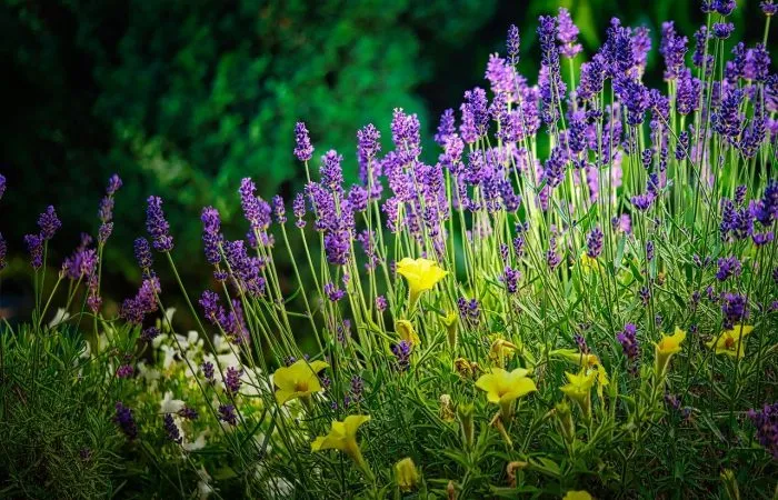 cottage garden lavender
