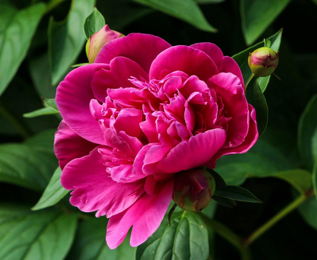 Cottage peony garden style