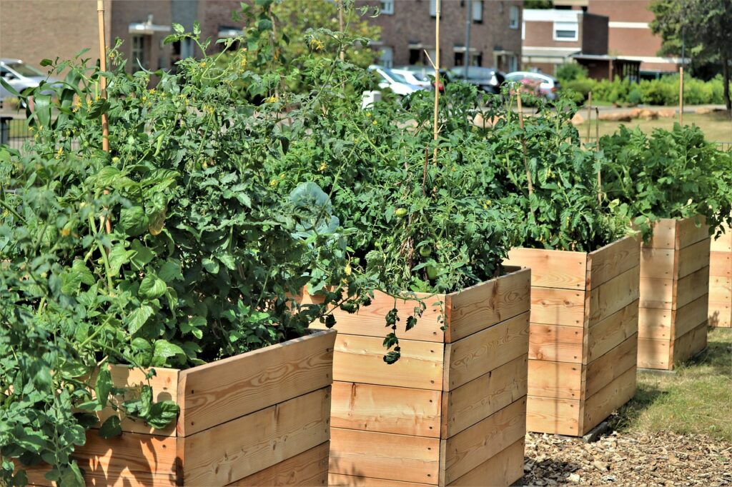 Raised beds made of wood