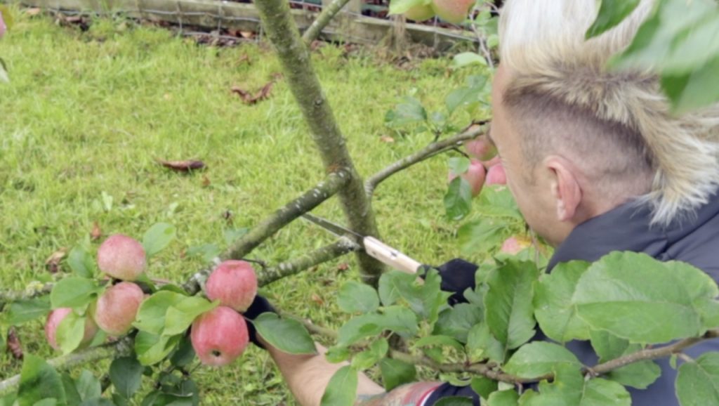 Top down pruning cut