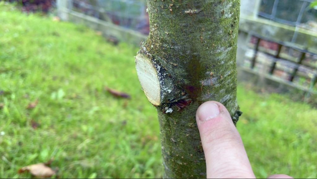 Neat clean pruning cut