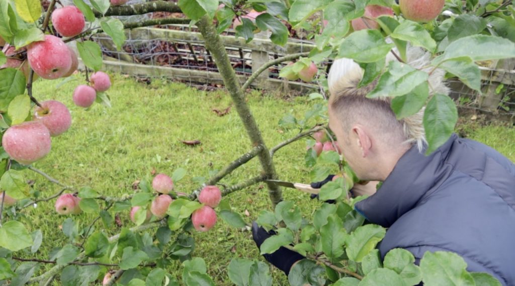 Cutting a branch the correct way