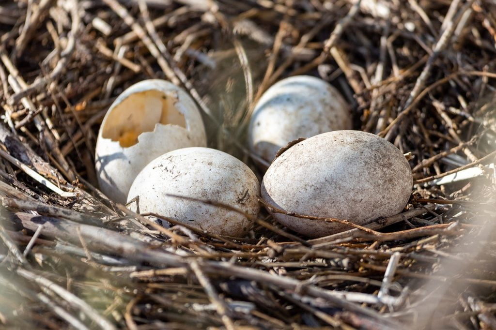 Birds eggs in a nest