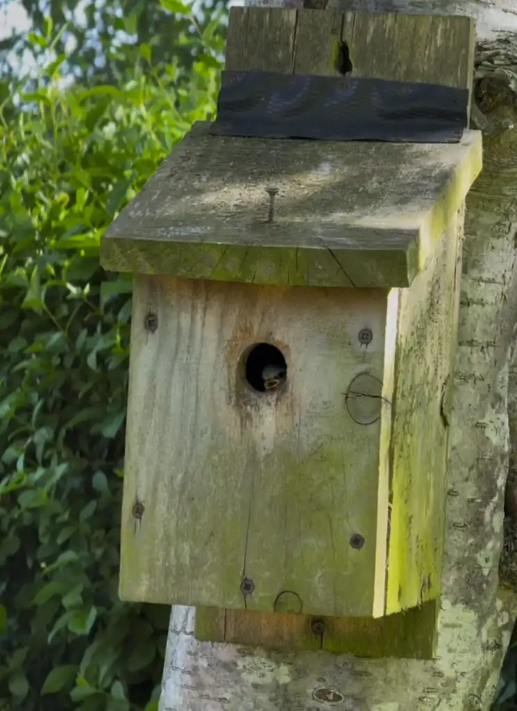 Where to put a bird box