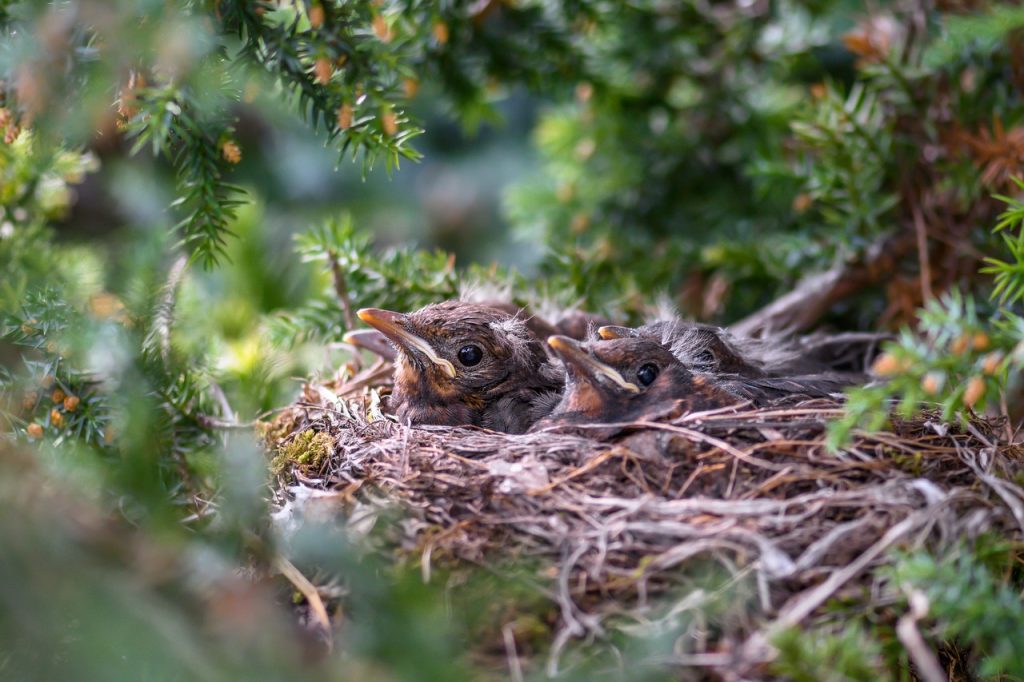 Birds nesting in a hedge