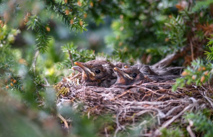 Birds nesting in a hedge