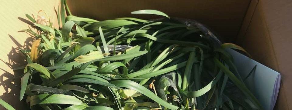 A box of snowdrops in the green