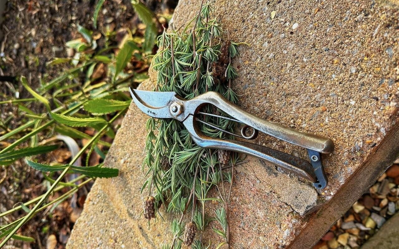 Sharp secateurs for lavender pruning