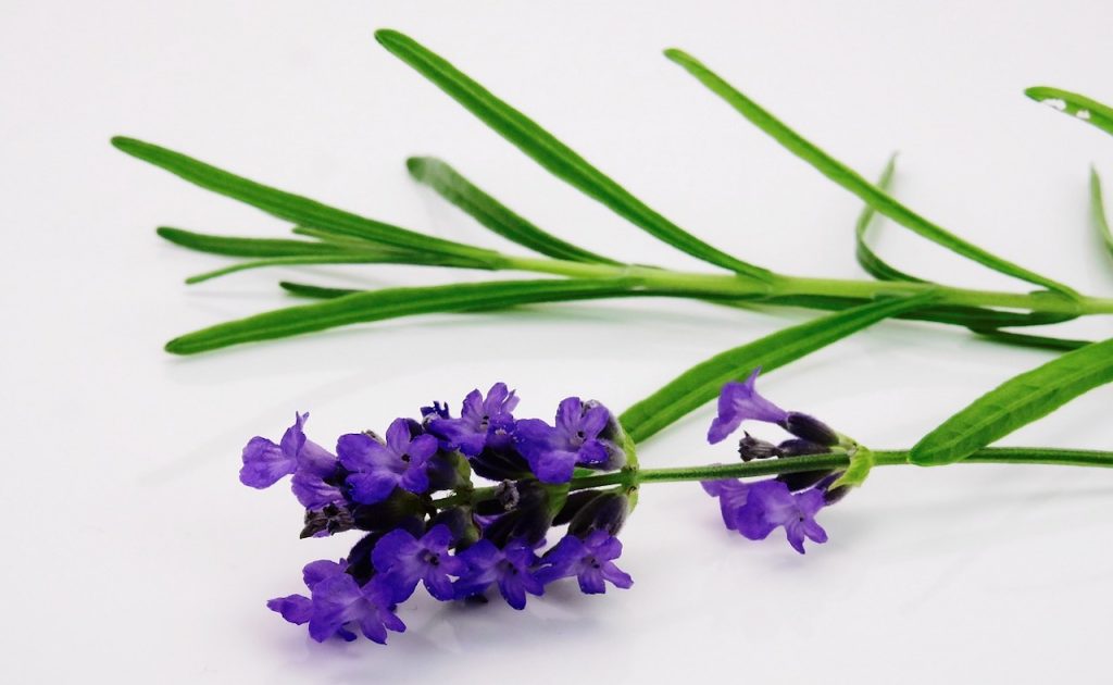How to take lavender cuttings