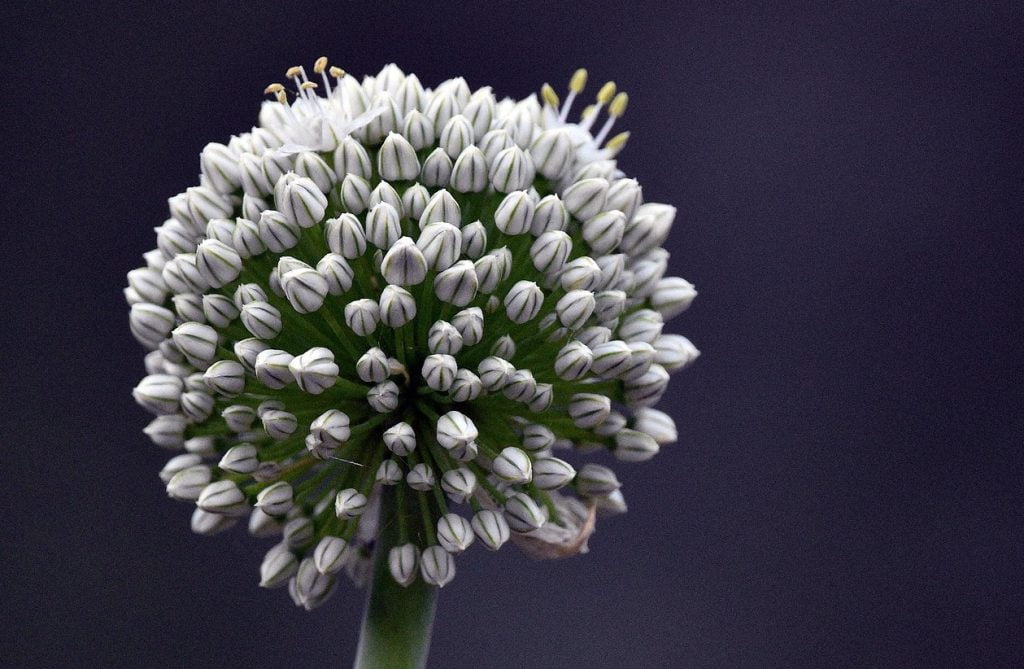 Mount everest allium flowers