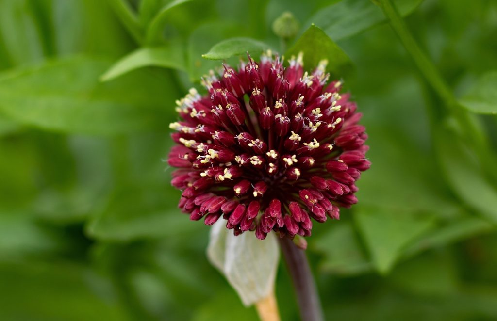 A red mohican allium flower