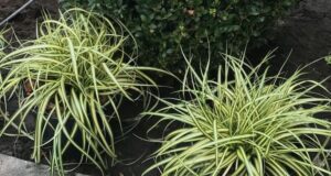 Top 15 Slug & Snail Proof Garden Plants - Garden Ninja: Lee Burkhill ...