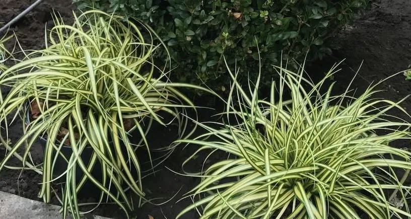 Carex everest slug proof planting