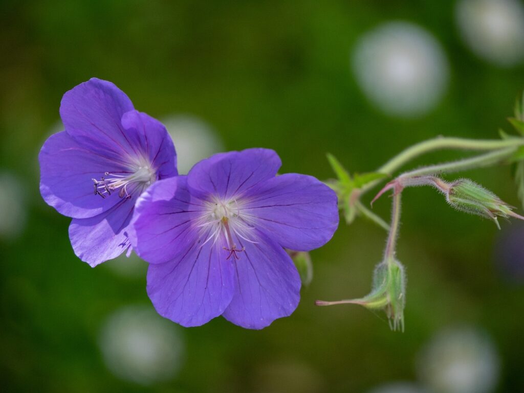 Blue slug proof geranium