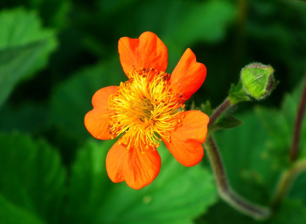 Geum slug proof plants