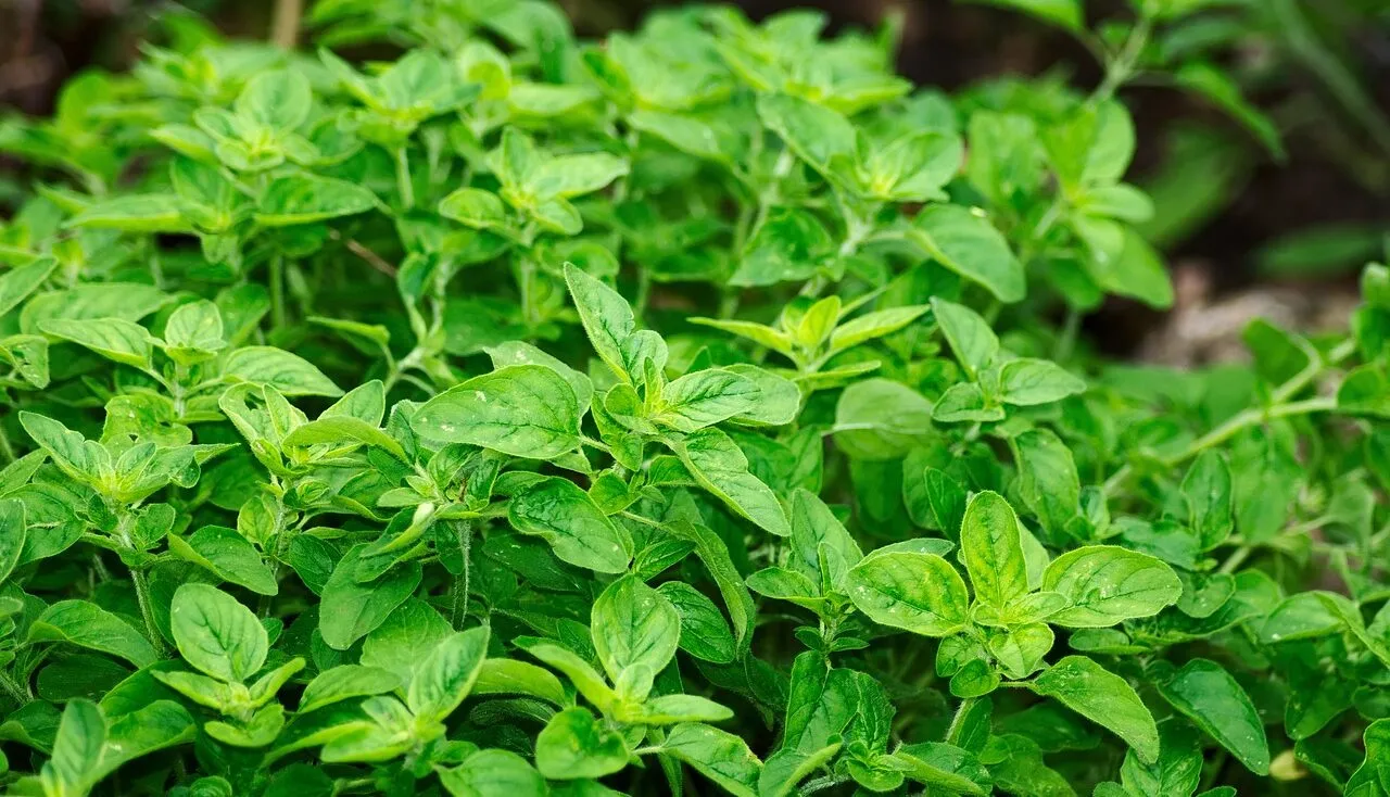 How to grow your own herbs
