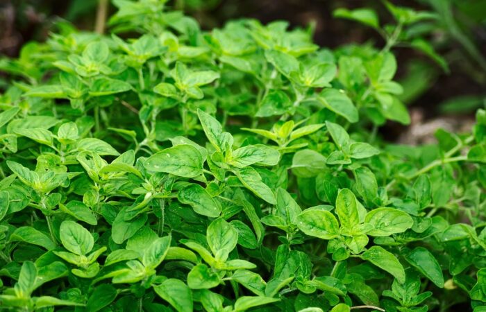 How to grow your own herbs