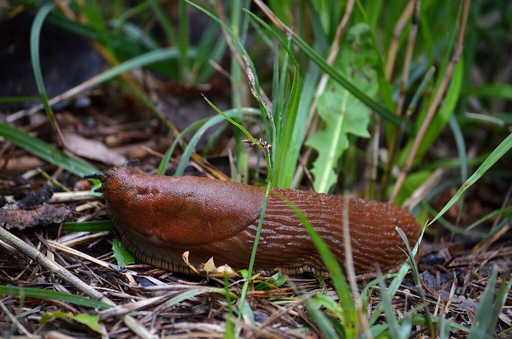 Slug proof plants