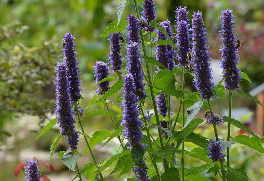 Slug proof agastache