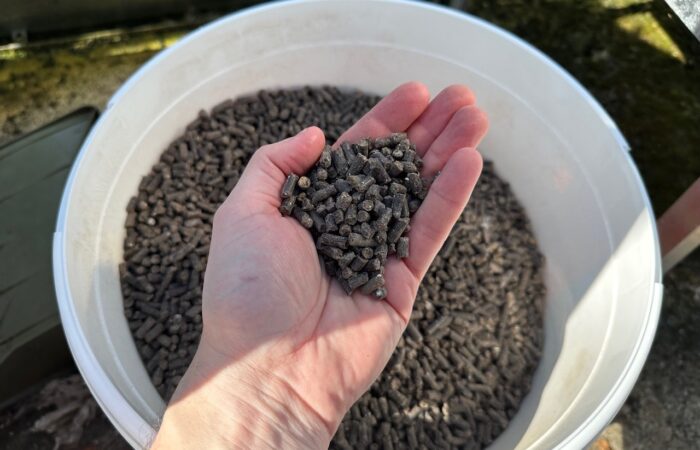 A handful of chicken manure pellets