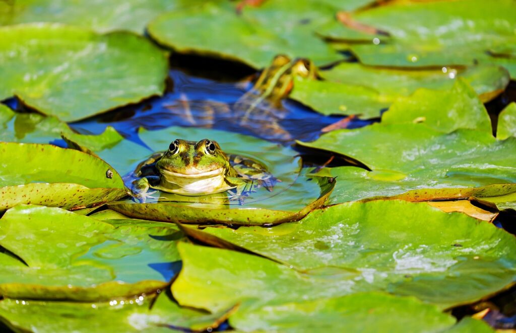 Stop slugs by having a pond