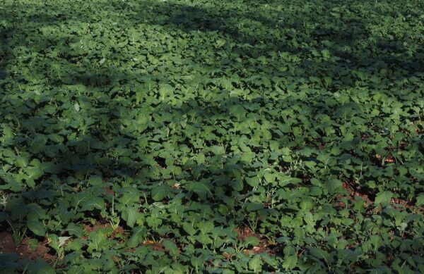 Garden Fertiliser Explained: Beginners guide to plant food