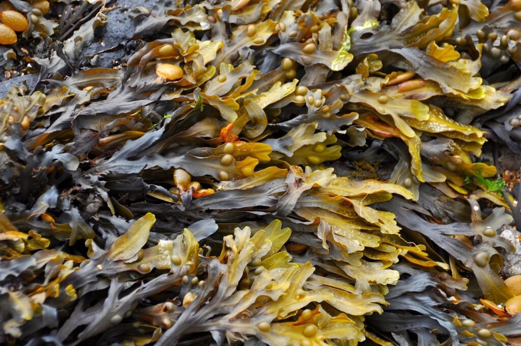 Seaweed as a plant feed
