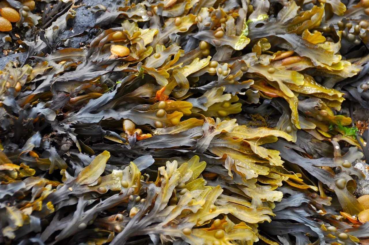 Seaweed as an organic plant food