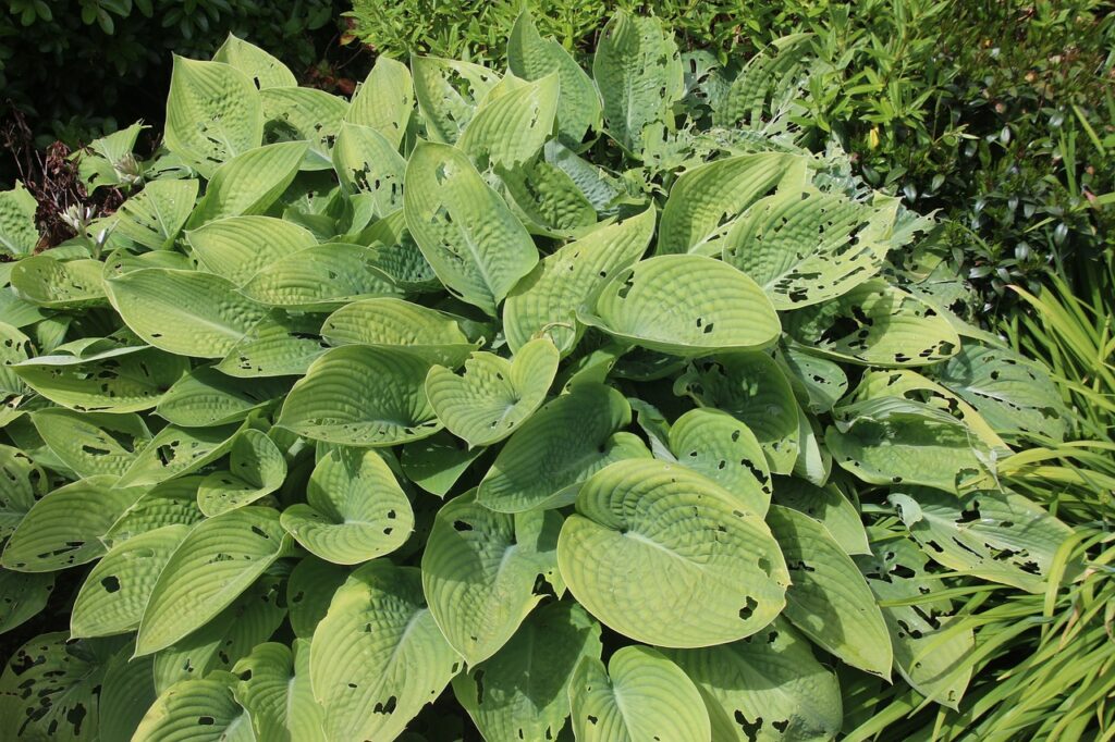 Hosta full of slug holes