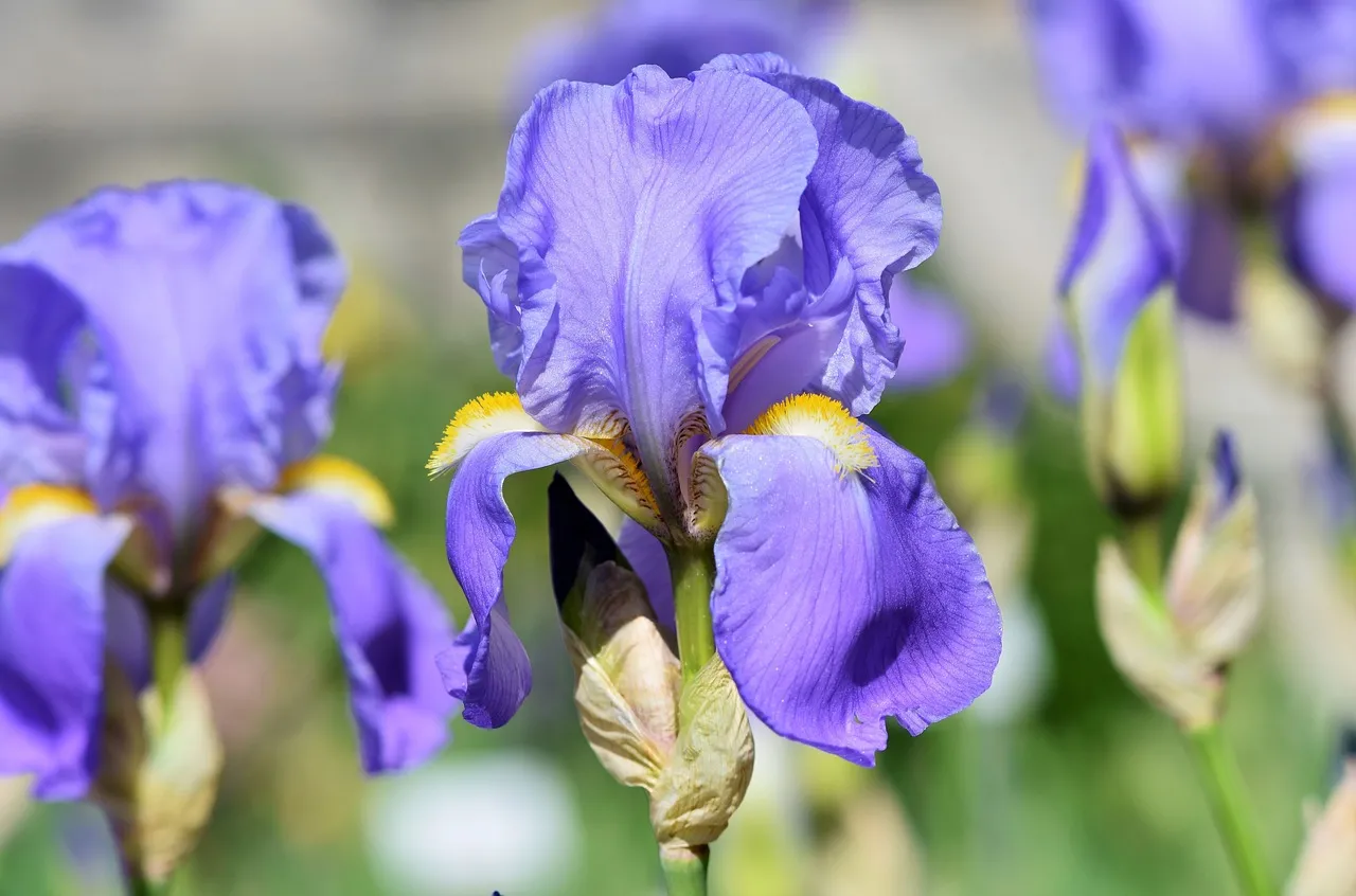 Bearded iris plants in flower in a sunny border