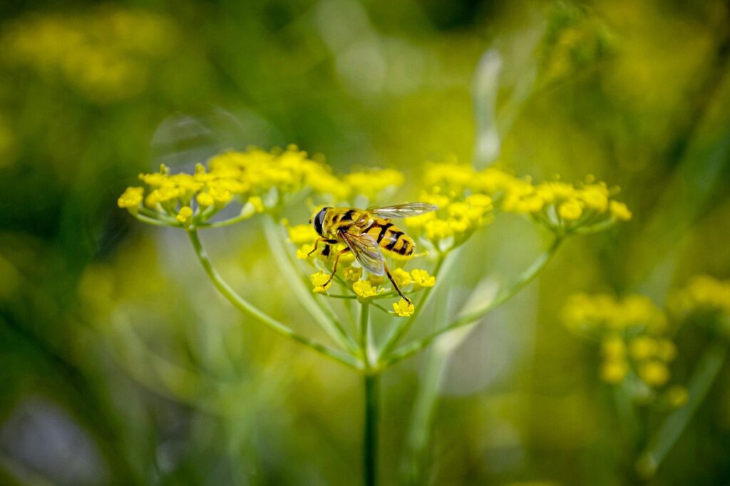 Drought tolerant plants fennel
