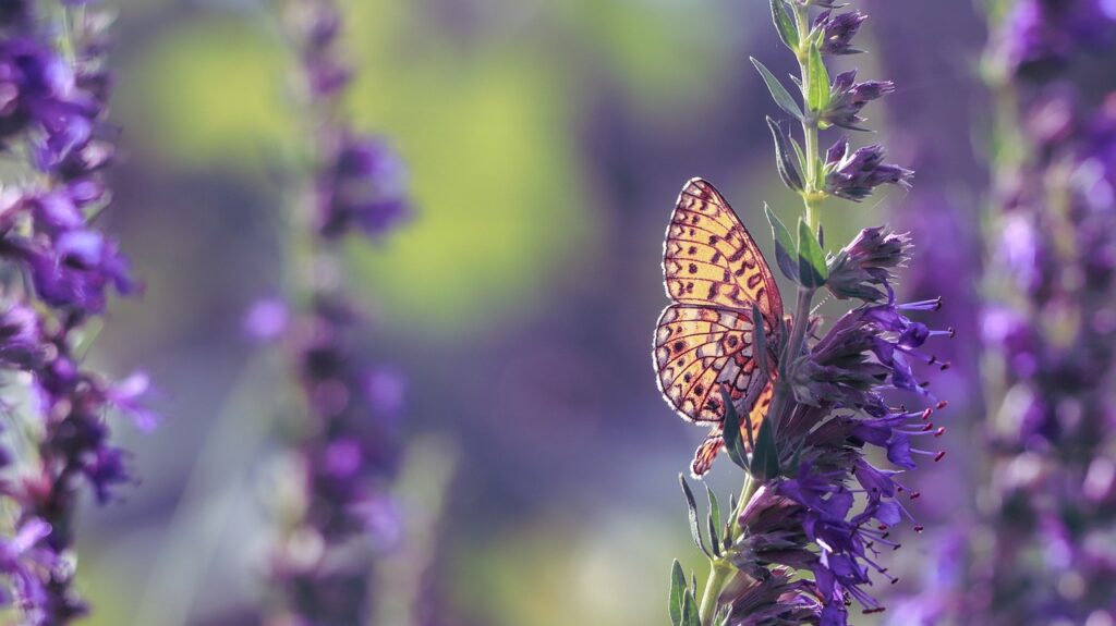 Drought tolerant hyssop