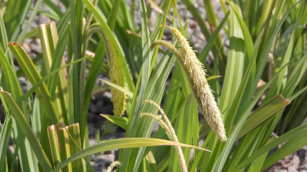 Carex pendula