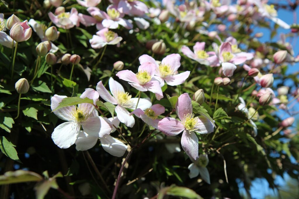 Clematis fast growing climber