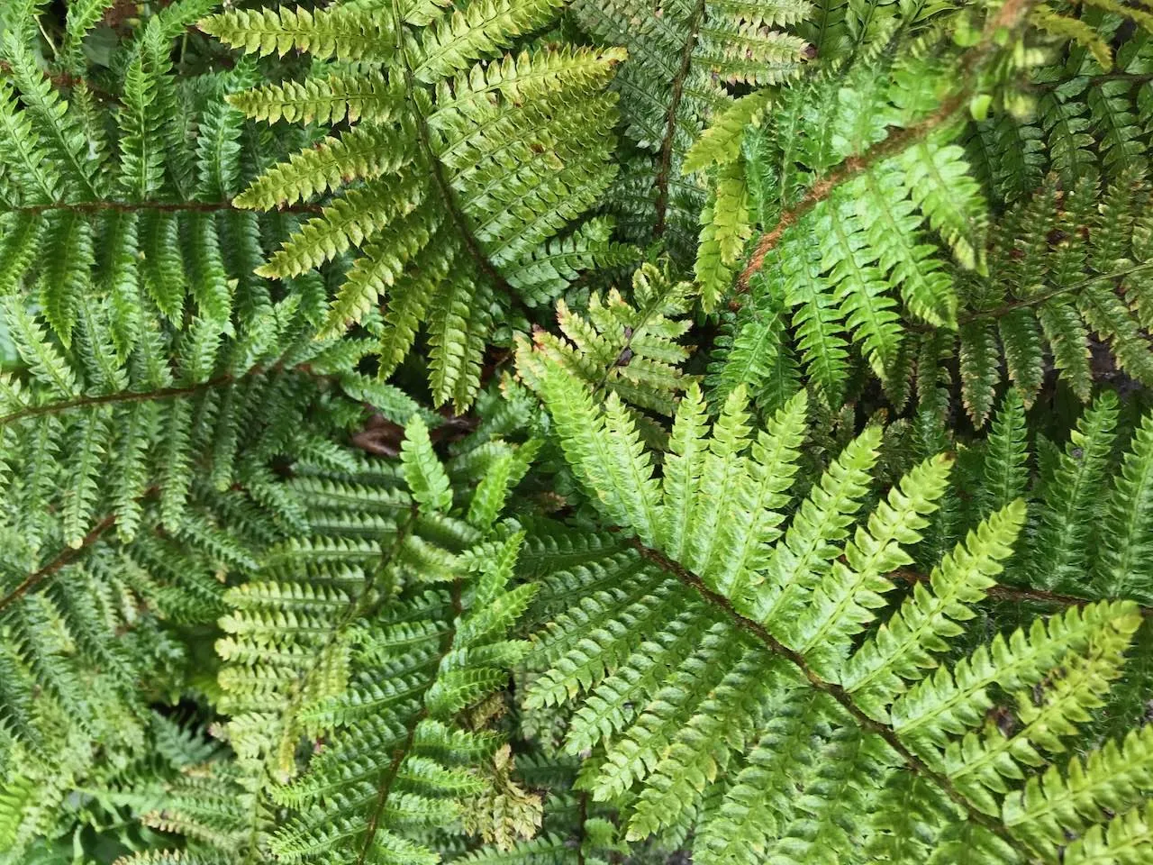 Ferns in a shady garden as ground cover under trees