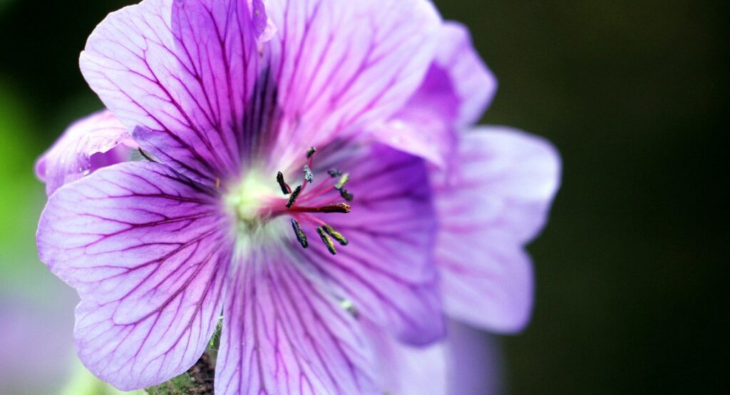 Hardy geraniums plants you can't kill