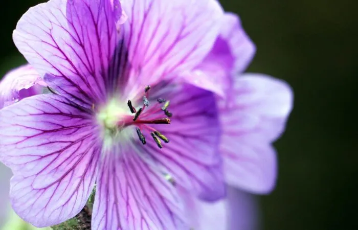 Hardy geraniums plants you can't kill