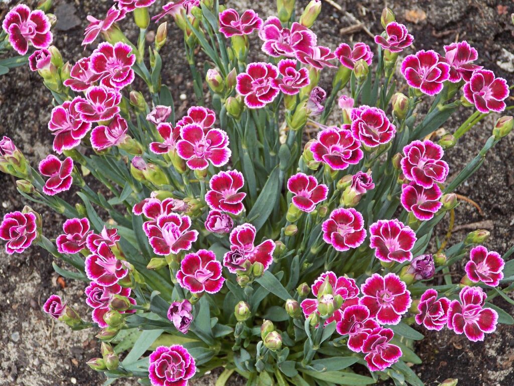 Bright pink dianthus flowers