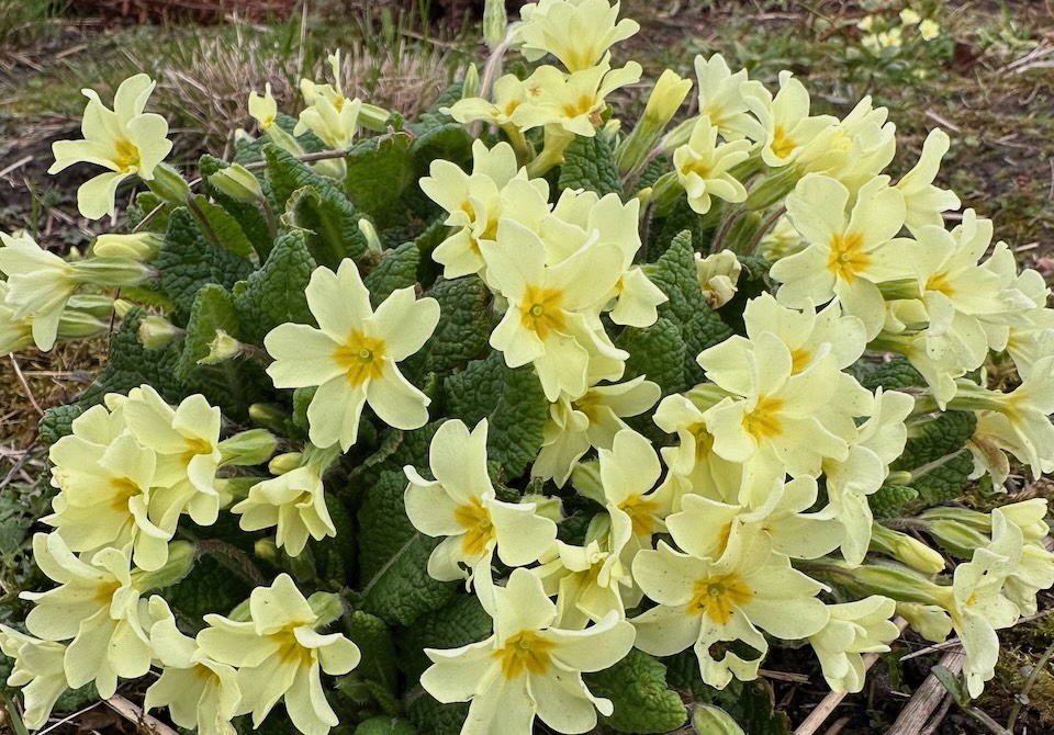 Plants you can't kill primrose