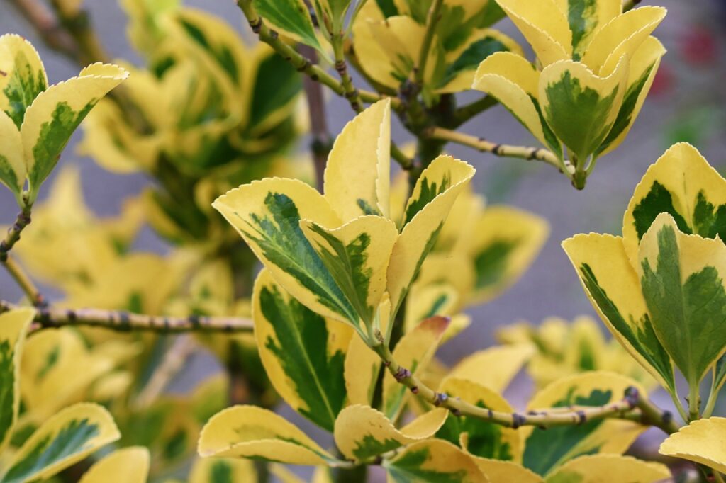 Euonymus plants you can't kill