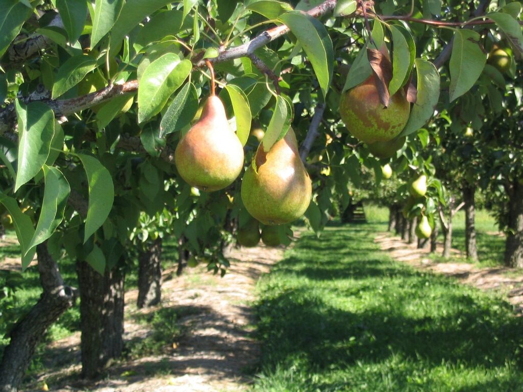 Standard tree rootstock