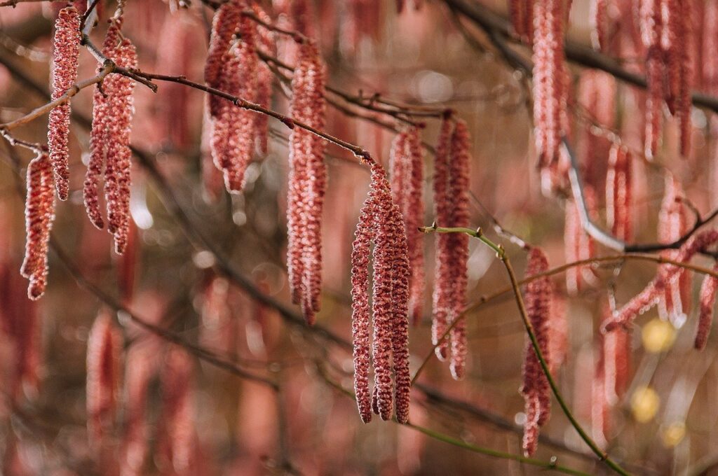 Tree catkins