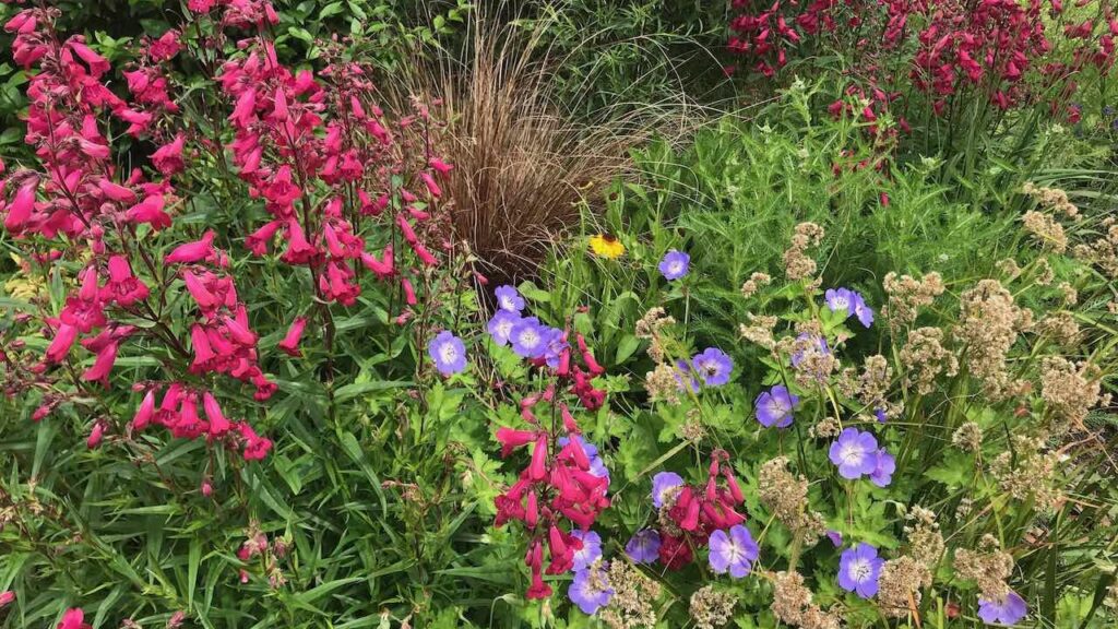 A mixed herbaceous border with geraniums and penstemons