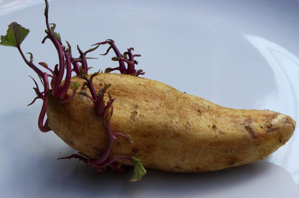 A seed potato being chitted