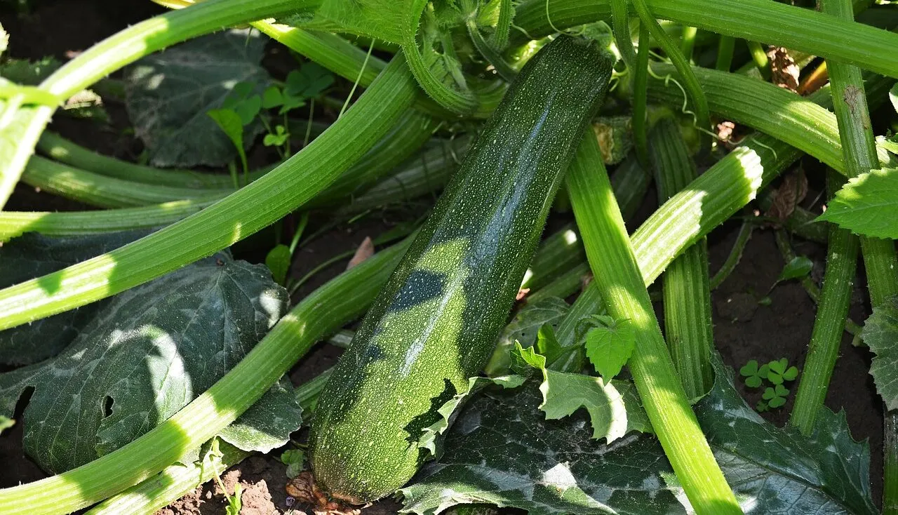 Top 20 Beginner vegetables